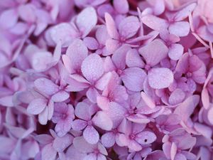 Preview wallpaper hydrangea, flowers, petals, dew, drops, macro, purple