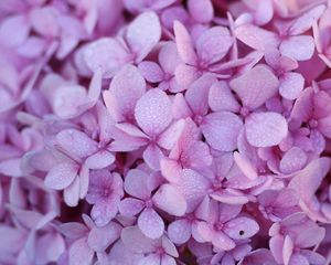 Preview wallpaper hydrangea, flowers, petals, dew, drops, macro, purple