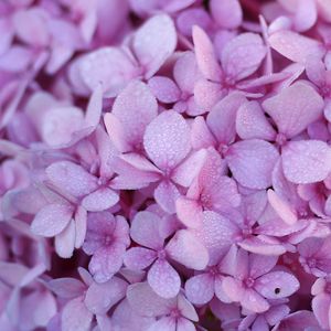 Preview wallpaper hydrangea, flowers, petals, dew, drops, macro, purple