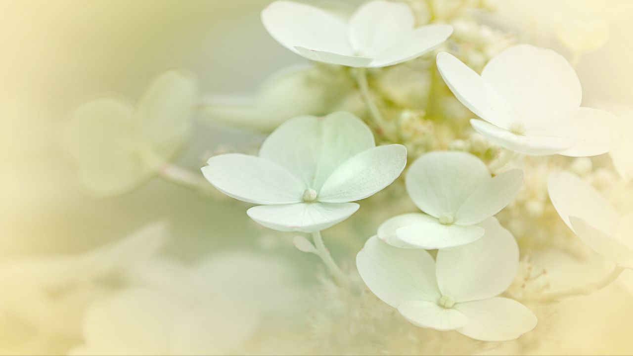 Wallpaper hydrangea, flowers, petals, white