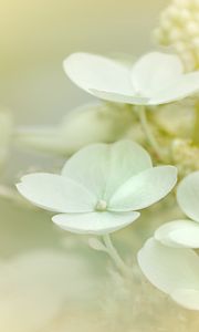 Preview wallpaper hydrangea, flowers, petals, white