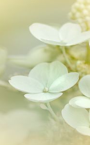 Preview wallpaper hydrangea, flowers, petals, white