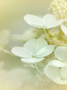 Preview wallpaper hydrangea, flowers, petals, white