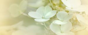 Preview wallpaper hydrangea, flowers, petals, white