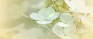 Preview wallpaper hydrangea, flowers, petals, white