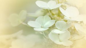 Preview wallpaper hydrangea, flowers, petals, white