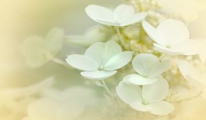 Preview wallpaper hydrangea, flowers, petals, white