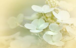Preview wallpaper hydrangea, flowers, petals, white