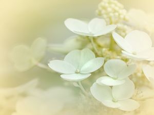 Preview wallpaper hydrangea, flowers, petals, white