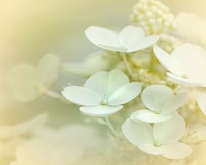 Preview wallpaper hydrangea, flowers, petals, white
