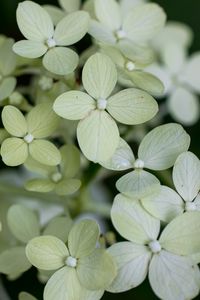 Preview wallpaper hydrangea, flowers, petals, blur