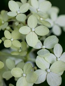 Preview wallpaper hydrangea, flowers, petals, blur