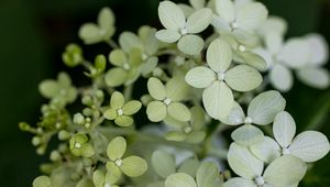 Preview wallpaper hydrangea, flowers, petals, blur