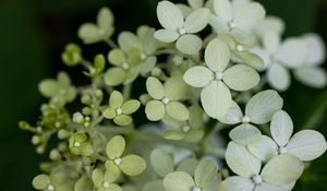 Preview wallpaper hydrangea, flowers, petals, blur