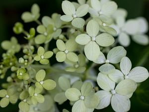 Preview wallpaper hydrangea, flowers, petals, blur