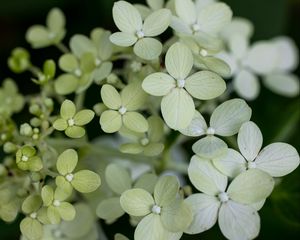 Preview wallpaper hydrangea, flowers, petals, blur