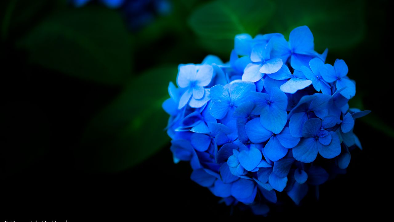 Wallpaper hydrangea, flowers, petals, blue