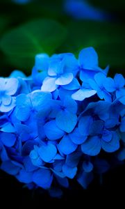 Preview wallpaper hydrangea, flowers, petals, blue