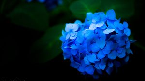Preview wallpaper hydrangea, flowers, petals, blue