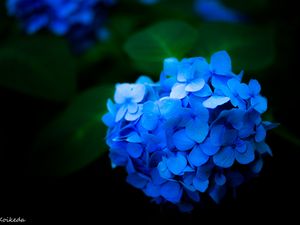 Preview wallpaper hydrangea, flowers, petals, blue