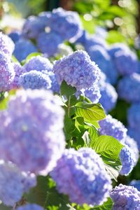 Preview wallpaper hydrangea, flowers, petals, blue, leaves