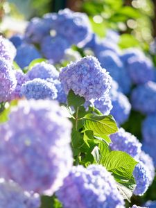 Preview wallpaper hydrangea, flowers, petals, blue, leaves