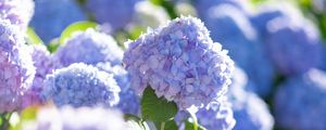 Preview wallpaper hydrangea, flowers, petals, blue, leaves