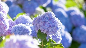 Preview wallpaper hydrangea, flowers, petals, blue, leaves