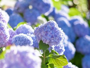 Preview wallpaper hydrangea, flowers, petals, blue, leaves