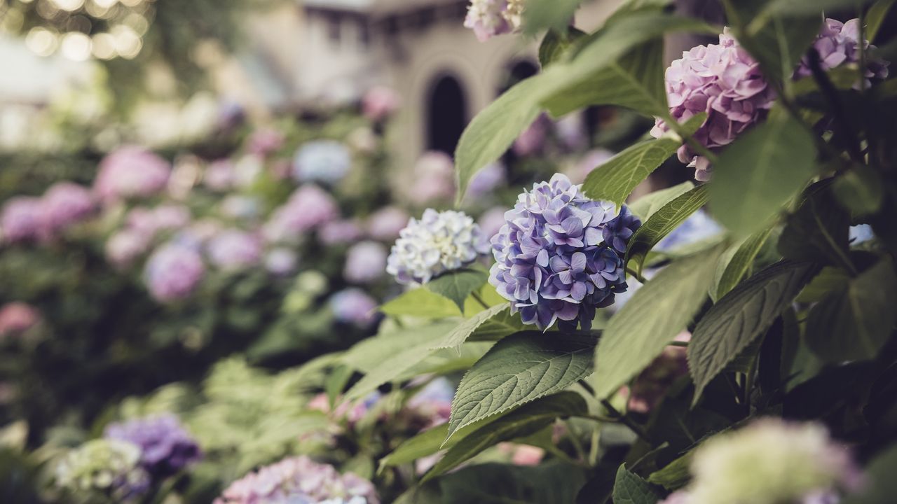 Wallpaper hydrangea, flowers, petals, purple, leaves