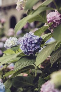 Preview wallpaper hydrangea, flowers, petals, purple, leaves