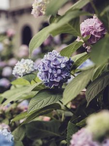 Preview wallpaper hydrangea, flowers, petals, purple, leaves