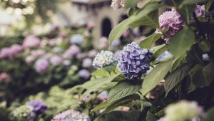 Preview wallpaper hydrangea, flowers, petals, purple, leaves