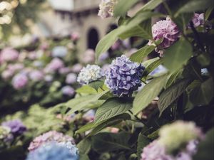 Preview wallpaper hydrangea, flowers, petals, purple, leaves