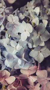 Preview wallpaper hydrangea, flowers, petals, colorful