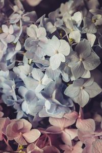 Preview wallpaper hydrangea, flowers, petals, colorful