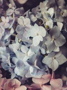 Preview wallpaper hydrangea, flowers, petals, colorful