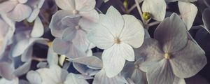 Preview wallpaper hydrangea, flowers, petals, colorful