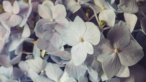 Preview wallpaper hydrangea, flowers, petals, colorful