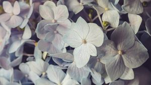 Preview wallpaper hydrangea, flowers, petals, colorful