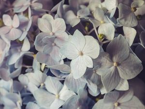 Preview wallpaper hydrangea, flowers, petals, colorful