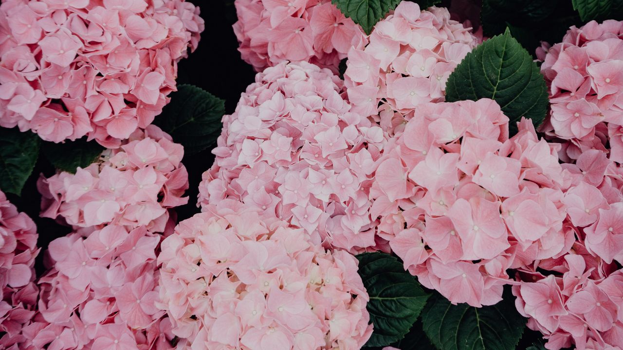 Wallpaper hydrangea, flowers, pink, inflorescences, bloom