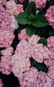 Preview wallpaper hydrangea, flowers, pink, inflorescences, bloom