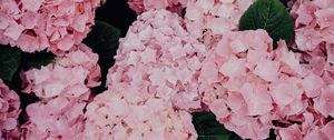 Preview wallpaper hydrangea, flowers, pink, inflorescences, bloom