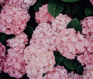 Preview wallpaper hydrangea, flowers, pink, inflorescences, bloom