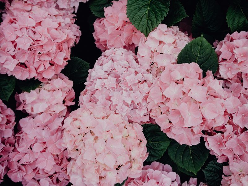 Hydrangea – một loài hoa đầy mê hoặc với vẻ đẹp đa dạng từ tím, xanh lá cây đến trắng. Hãy cùng nhìn ngắm bức ảnh này và lạc vào thế giới tuyệt vời của những bông hoa tuyệt đẹp này.