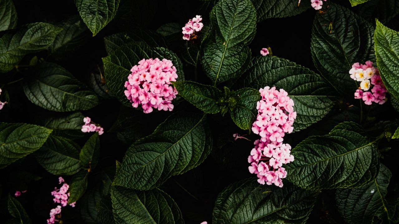 Wallpaper hydrangea, flowers, pink, bush, plant