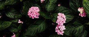 Preview wallpaper hydrangea, flowers, pink, bush, plant