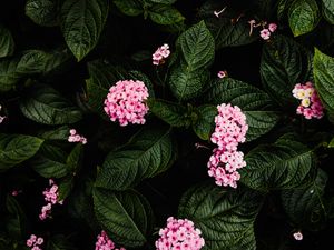 Preview wallpaper hydrangea, flowers, pink, bush, plant