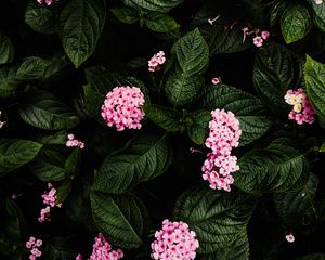 Preview wallpaper hydrangea, flowers, pink, bush, plant